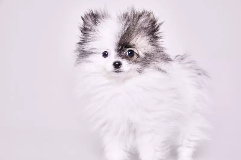 The Truth About Toy Poms: A Complete Guide to the Toy Pomeranian