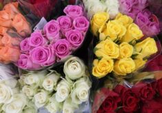 The Significance And Meaning Of Rose Flowers Based On The Colors