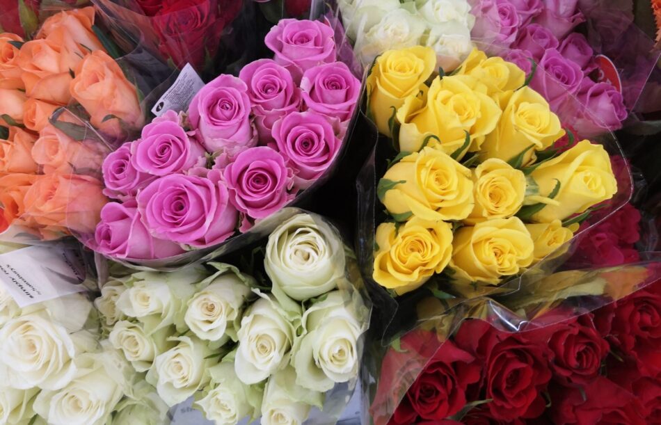 The Significance And Meaning Of Rose Flowers Based On The Colors