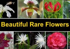 Have a Glimpse on Rare Flowers in the World & Their Specifications