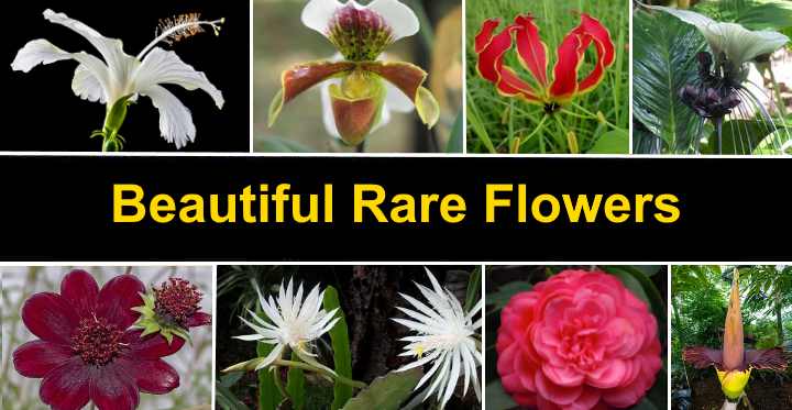 Have a Glimpse on Rare Flowers in the World & Their Specifications